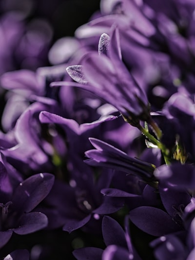 紫瓣花对焦照片
